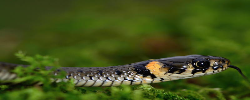 生肖蛇的性格特点 蛇的性格特点有哪些