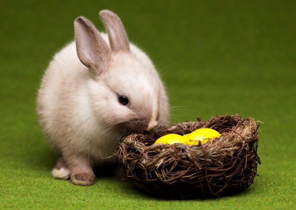 兔和兔婚姻相配吗 兔和兔相配婚姻长久吗