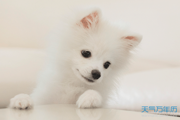 属鸡的2020年运势运程_1993属鸡人2020年运势运程_属狗2020年运势及运程