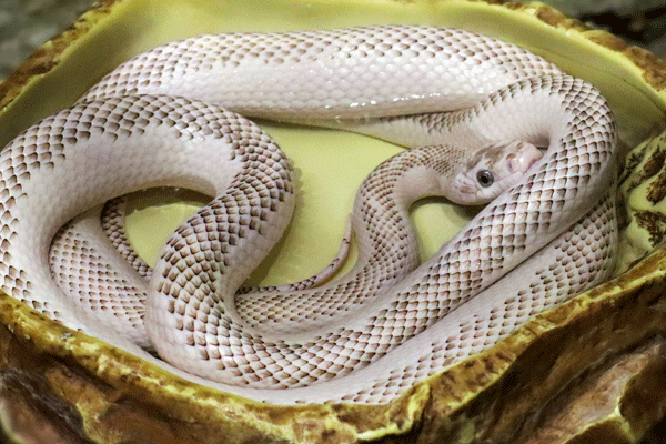 89属蛇一生有几次婚姻 89年蛇婚姻分析