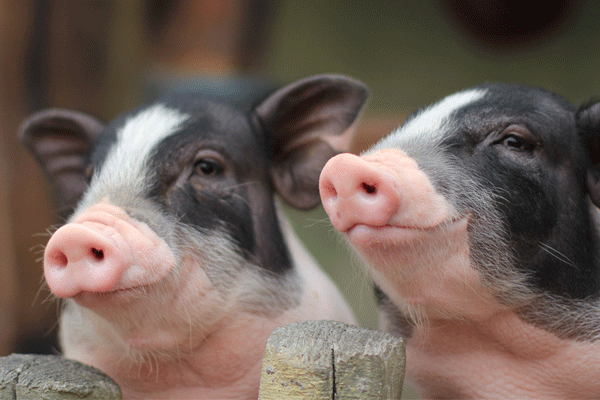 属猪的双子座性格分析 双子座属猪的人性格解析