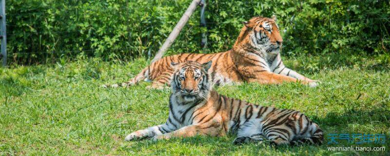 86年属什么的86年生肖的命运