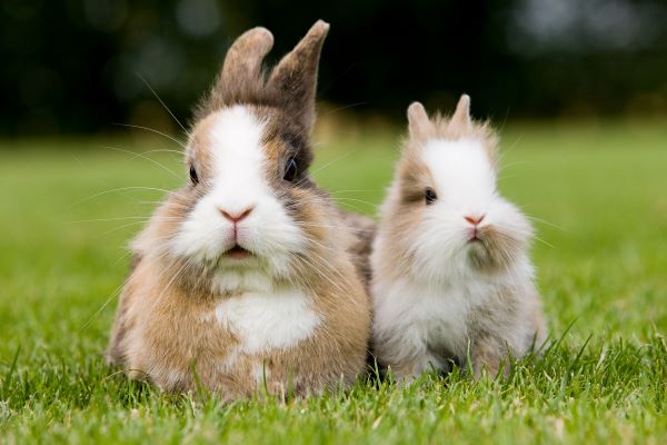 兔的配偶属什么最合适 属兔男属兔女最佳配偶