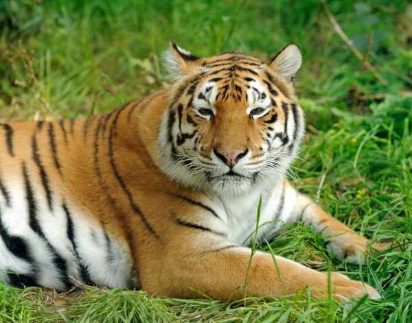 虎和虎相配婚姻如何 虎和虎的婚姻是否相配