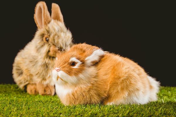 属兔跟什么属相不合 属兔的跟什么属相犯冲