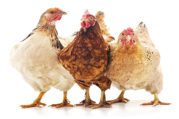 属鸡和属鸡的婚姻如何 属鸡和属鸡的婚配好吗