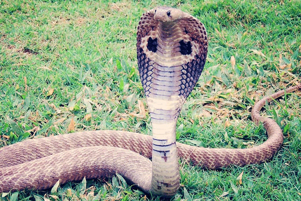 三姑六婆打一生肖 三姑六婆打一生肖是什么生肖