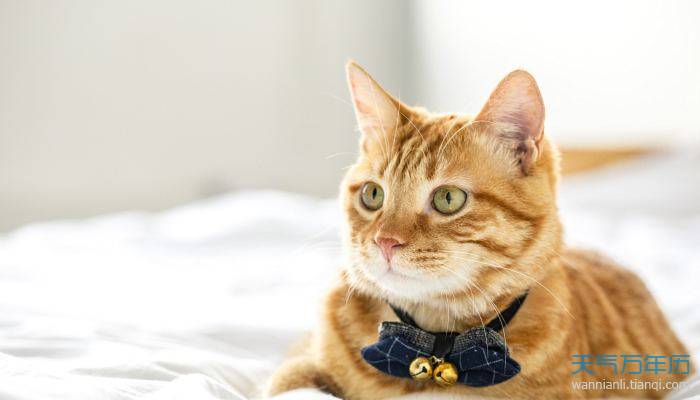 2022猫叫什么名字最招财  招财又吉利的猫咪名字