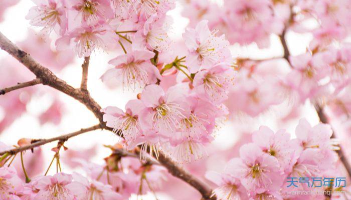关于樱花的网名 与樱花有关的诗意昵称
