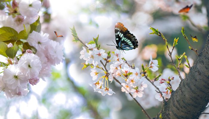 关于樱花的网名 与樱花有关的诗意昵称