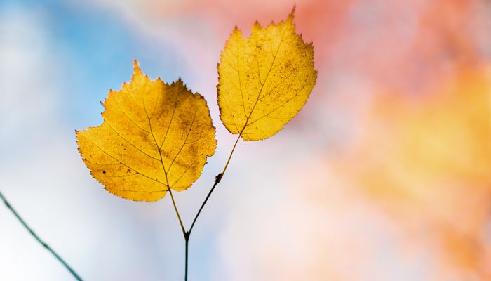 最有诗意的网名 浪漫有诗意的网名大全