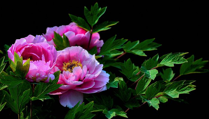 女抖音名字优雅 女孩抖音网名可爱霸气