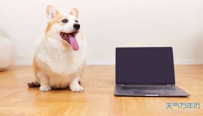 柯基狗的名字大全 柯基犬取什么名字好聽