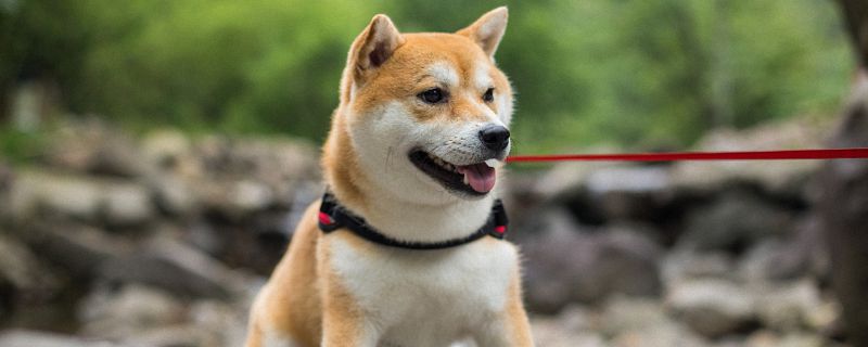 秋田犬应该叫什么名字 秋田犬起名大全