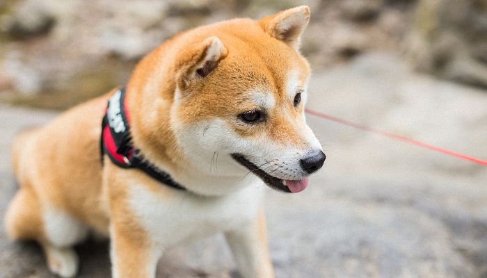 秋田犬取什么名字最洋气 好听的秋田犬名字大全