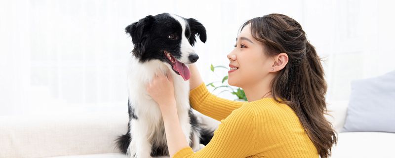 牧羊犬起名什么名字最好听 给牧羊犬起什么名字好