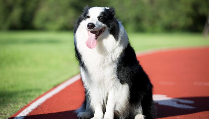 牧羊犬名字霸气的简单的 霸气的牧羊犬名字