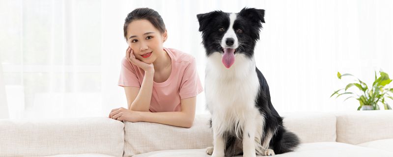 2022牧羊犬的名字大全 牧羊犬狗狗名字大全