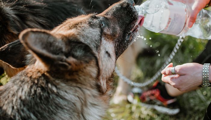 德国牧羊犬取名字大全 好听的德国牧羊犬名字大全