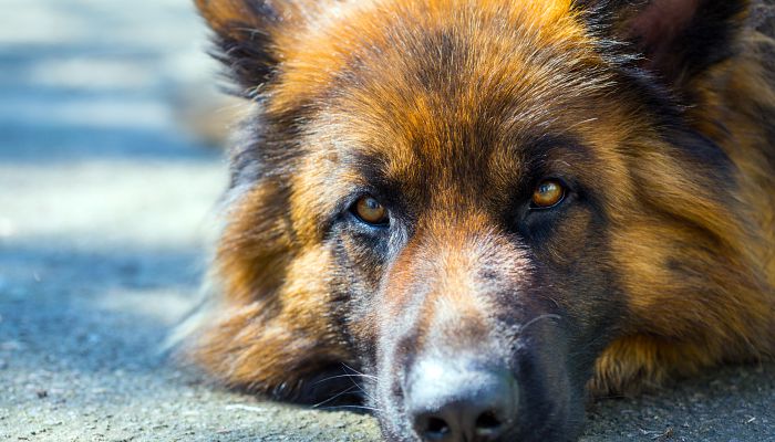 牧羊犬名字大全霸气 霸气的牧羊犬名字