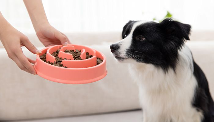 牧羊犬名字霸气的简单的 霸气的牧羊犬名字