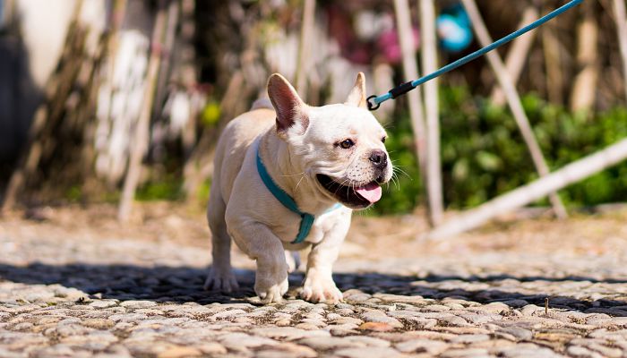 好听的斗牛犬名字 斗牛犬适合取什么名字