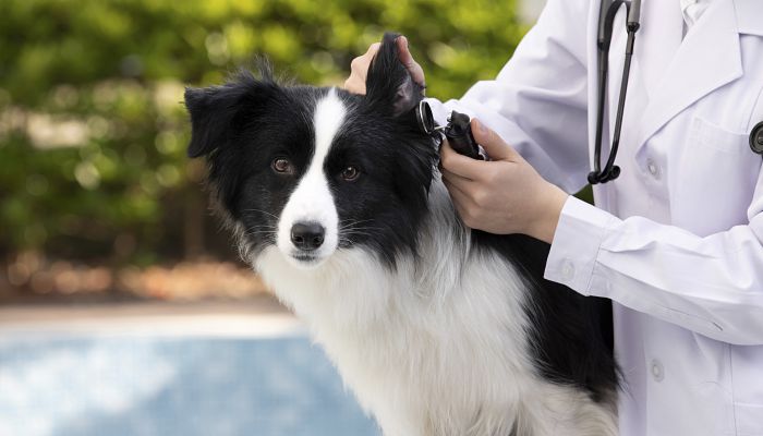 牧羊犬起名什么名字最好听 给牧羊犬起什么名字好