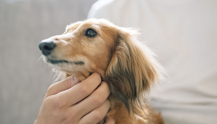 公腊肠犬名字大全 好听的公腊肠犬名字大全