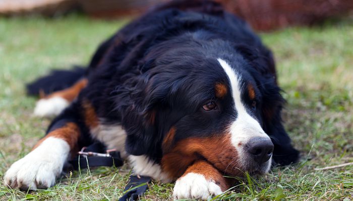 牧羊犬名字大全顺口的 牧羊犬名字霸气的顺口