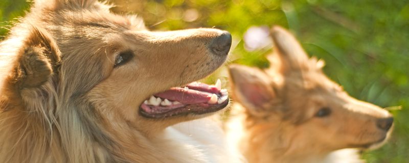 给牧羊犬取名字 牧羊犬应该取什么名字