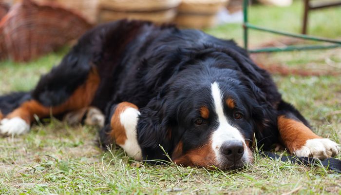 牧羊犬叫什么名字好呢 给牧羊犬取什么名字好