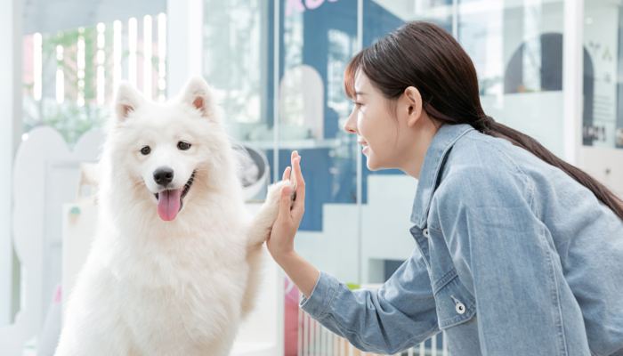 公银狐犬好听的名字 公银狐犬有趣的名字