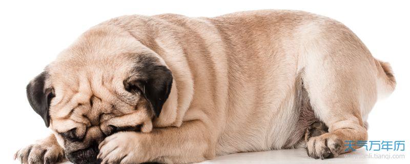 狗狗取名字带财运 给狗狗取什么名字好招财