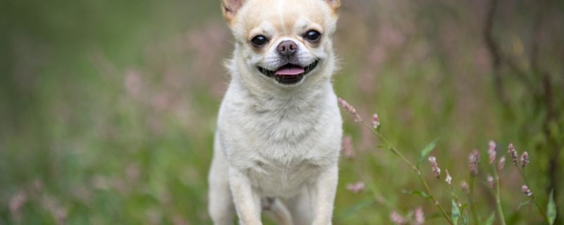 银狐犬名字大全男 男银狐犬好听的名字