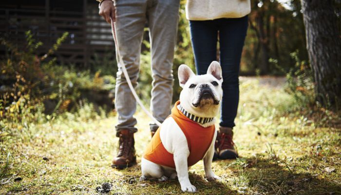 斗牛犬什么名字霸气 斗牛犬名字大全霸气