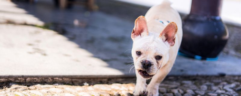 法国斗牛犬名字大全 法牛狗狗名字洋气