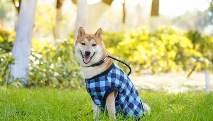 符合柴犬气质的名字 很小众却很惊艳的柴犬名字