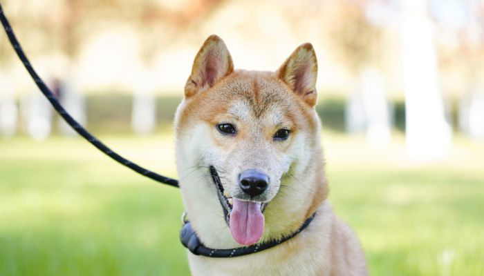 柴犬起什么名字好 柴犬个性名字大全