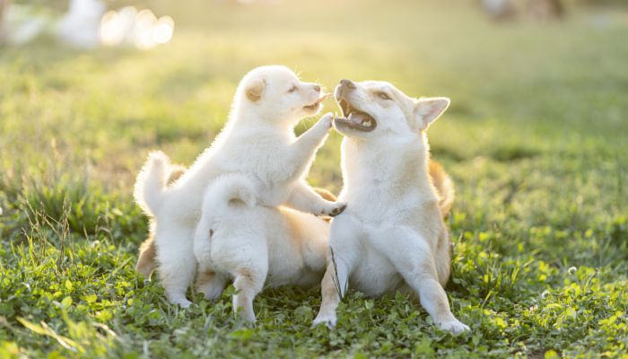 黑柴犬名字大全 关于黑柴犬的网名大全