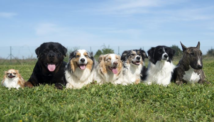 黑柴犬名字大全 关于黑柴犬的网名大全