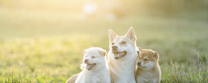 给柴犬起个名字大全 柴犬应该怎么取名字