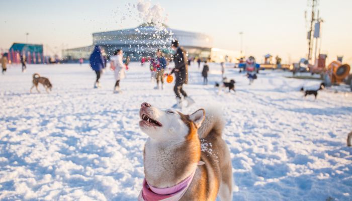 柴犬取什么名字最好听 柴犬的名字可爱霸气