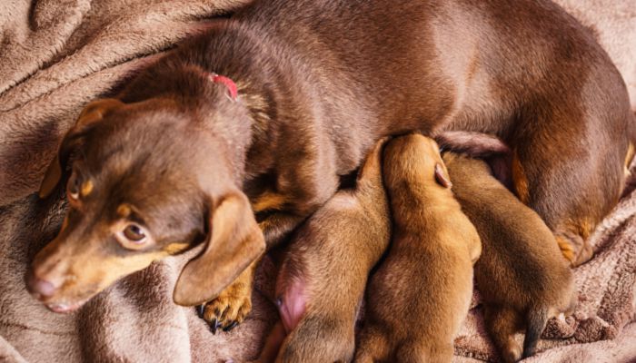 腊肠犬怎么起名 腊肠犬的名字叫什么好听