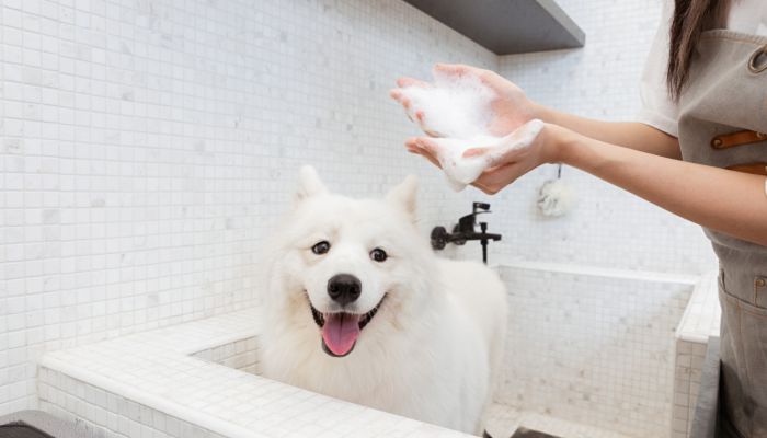 银狐犬好听的中文名字 有吉祥寓意的银狐犬中文名字