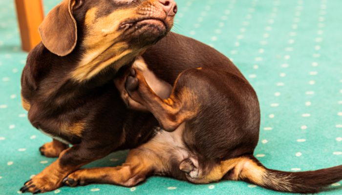 怎样给腊肠犬取名字 腊肠犬名字大全最新版的