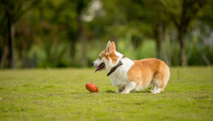 适合柯基的霸气名字 柯基犬霸气好听的名字