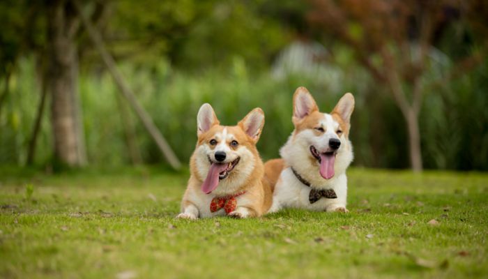 柯基起名字洋气点的 柯基犬适合叫什么名字