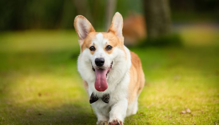 柯基犬起个洋气的名字 柯基犬起个啥名字洋气