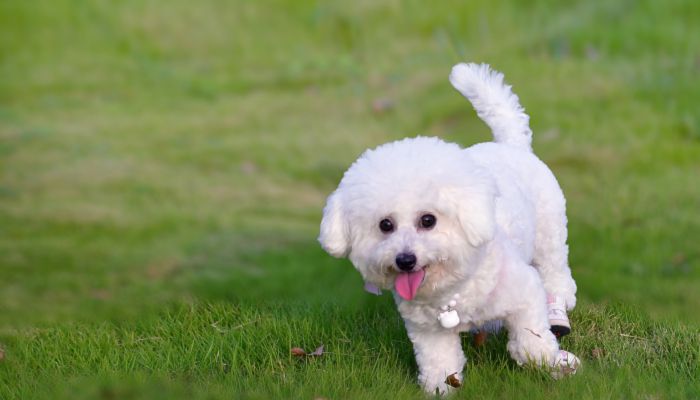 母银狐犬好听的名字 比较有创意的银狐犬名字母