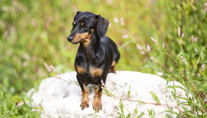 给比特犬取名字大全 比特犬起名字霸气